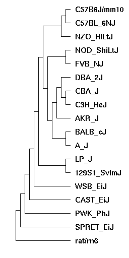 Mouse Genomes Phylogeny