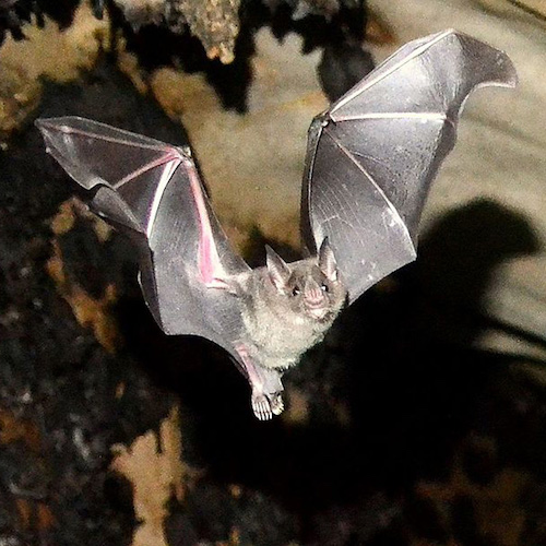 pale spear-nosed bat